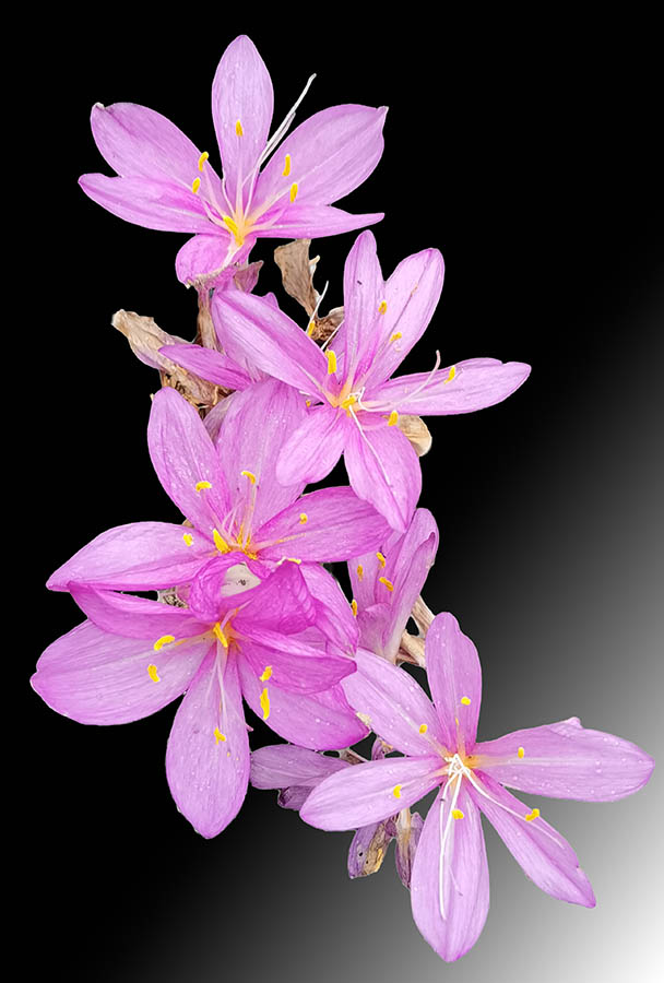 Colchicum speciosum